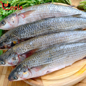 MULLET/KAYAL (PER LB)