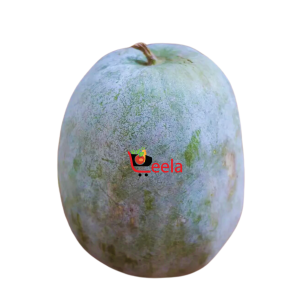 POOSANIKKAI / WINTER MELON (PER LB)