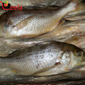 WHITE SNAPPER (PER LB)